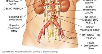 collateral (prevertebral) ganglia Figure from: 