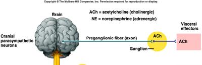 Autonomic Neurotransmitters = always excitatory in ganglia You should know which