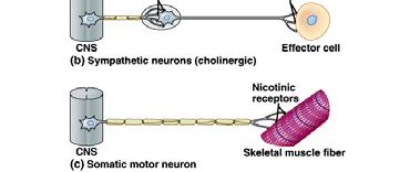 determines the effect of a neurotransmitter Always excitatory 18 Control of Autonomic Activity