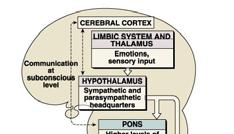 Prentice Hall, 2001 19 Review The autonomic nervous system (ANS) Controls visceral activities