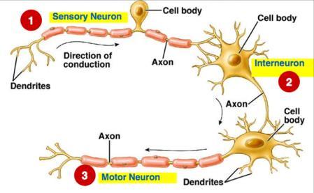 Neurons Basic units of the nervous system Receive, integrate, and transmit information Biological Basis of Behavior Chapter 2 The adult human