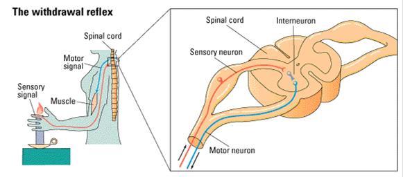Interneurons- communicates between sensory and motor (in brain and spinal cord) Motor/Efferent Neurons- send info/movement out The Withdrawal