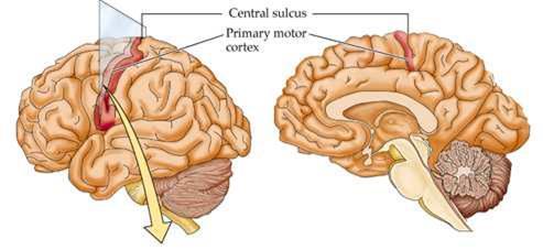 motor strip (motor cortex): controls voluntary body movement IN YOUR