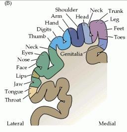 sensory cortex (somatosensory cortex): mental map of
