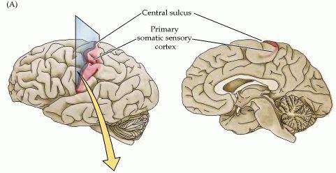 Sensory Cortex: map of touch sensation If your body