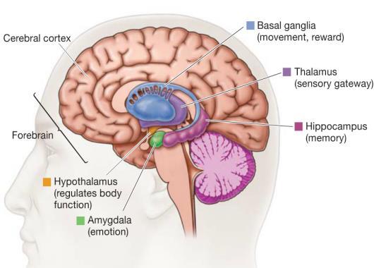Basal Ganglia Linked to the Thalamus responsible for involuntary movements such as tremors.