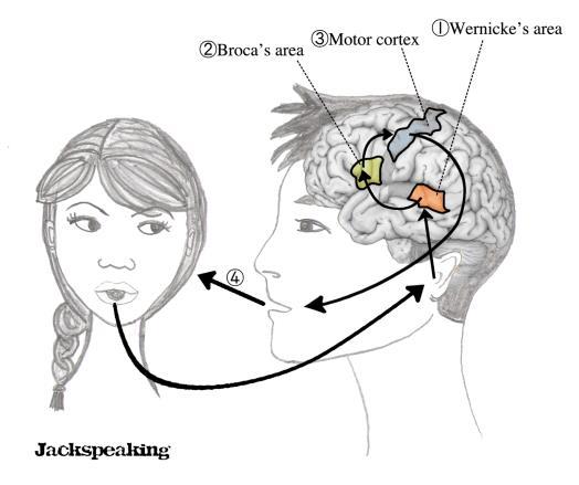 responsible for speech development. Damage to Broca's area can cause speech disorders.