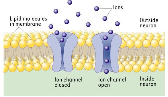 charge inside and the charge outside Neurons = 3 functions: Reception, Conduction, Transmission Action Potential When dendrites are stimulated, the delicate balance is altered Membrane channels open