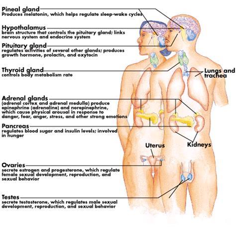 Endocrine System Endocrine Key Players Hypothalamus Hypothalamus releases hormones or releasing factors which in turn cause pituitary gland to release its hormones Endocrine Key Players Pituitary