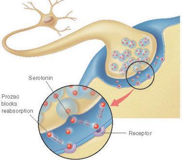 Neurotransmitter: serotonin Neurons
