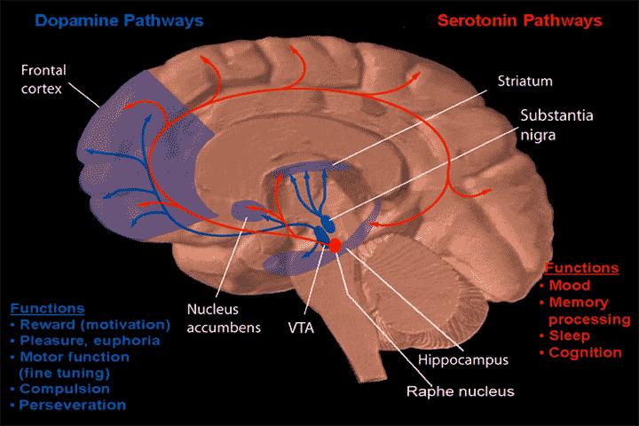 increases serotonin, but body makes