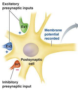 Activation of synapse Activation of synapse EPSP IPSP PSP=