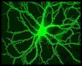 neurons Bipolar neurons - retina