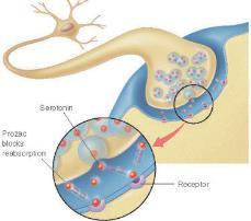 Neurotransmitter: serotonin Neurons using