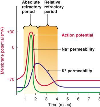 Refractory period Action potentials