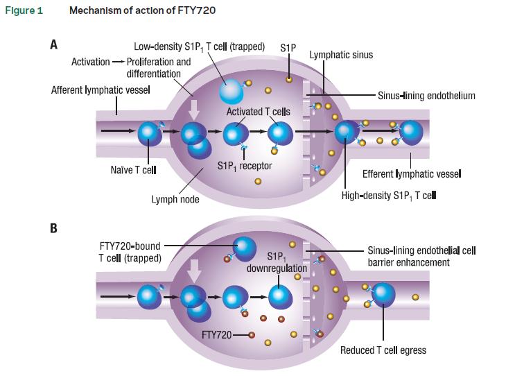 Methods Antigen challenge to skin Fingolimod (FTY720) T