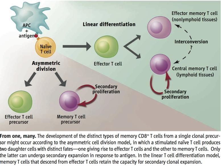 Do Memory cells arise from Effectors?