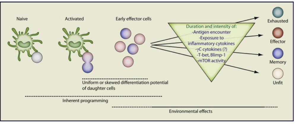 Factors influencing the differentiation of T cells