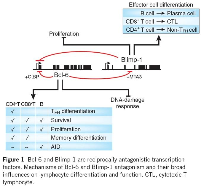 Mutual antagonism of Bcl-6 and Blimp-1, transcriptional repressors that regulate terminal effector versus memory