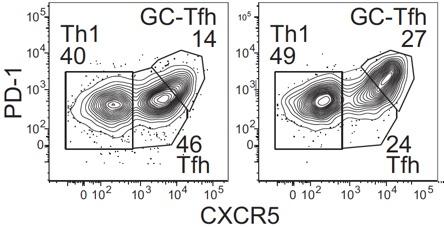 CD4 differentiation into Th1, Tfh or GC Tfh varies by clone (ie TCR repertoire) The whole mouse CD4 response Single ag-specific naïve CD4 T cells transferred, immunized with Listeria.