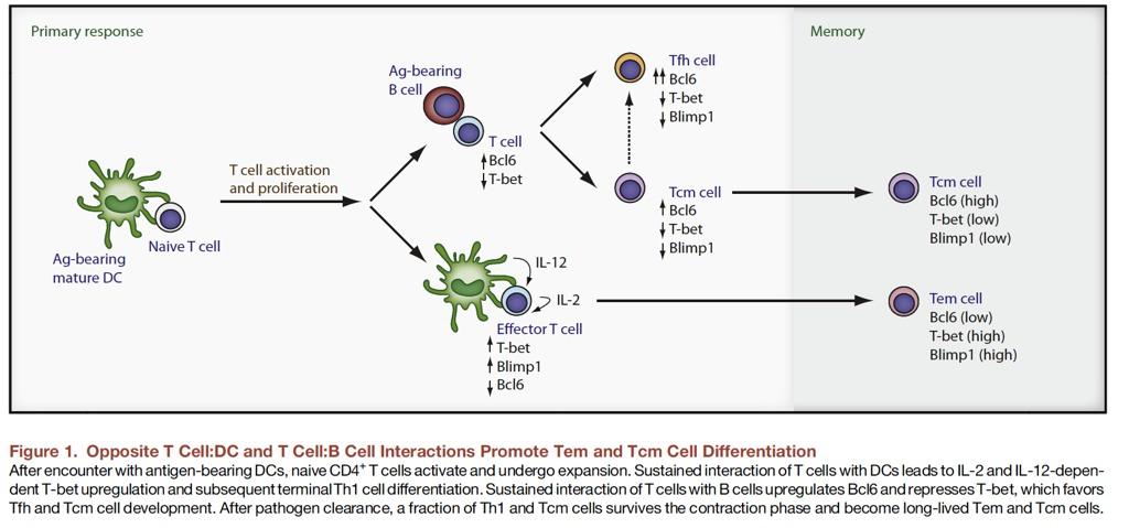 CD4 Differentiation IL-2/IL-12à Blimp-1+ Tbet(Th1), vs Bcl6(Tfh)