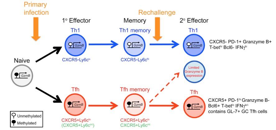 Lineage committed Tfh and Th1 Memory cells following