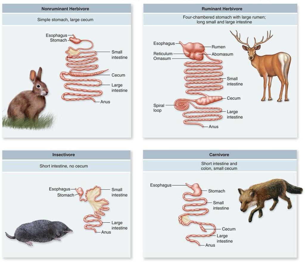 Carnivores eat other animals Types of Digestion 1. Mechanical Breakdown 2.