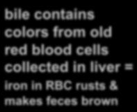 contains colors from old red blood cells collected in liver = iron in RBC rusts & makes feces brown digest starch kill germs