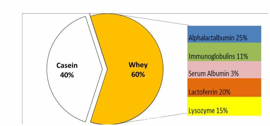 Alpha-lactalbumin: Principal fraction of Whey protein Whey protein