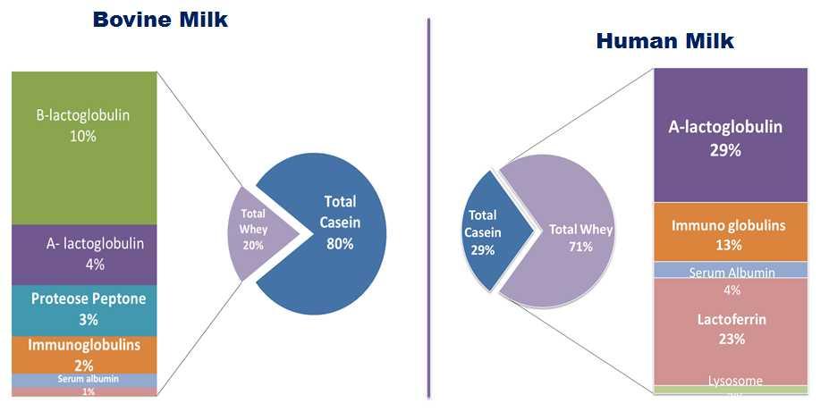 Protein Composition : Human milk Vs Cows Milk Bovine Milk Human