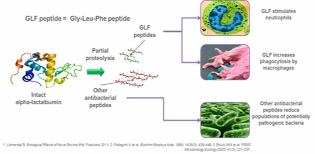 2) Immunity & Protection GLF peptide = Gly-Leu-Phe peptide Partial proteolysis GLF peptides GLF stimulates neutrophils GLF increases phagocytosis by macrophages Intact alpha-lactalbumin Other