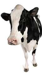 Introduction Where does milk fit into the diet: Milk is the first food for all mammals and provides the necessary