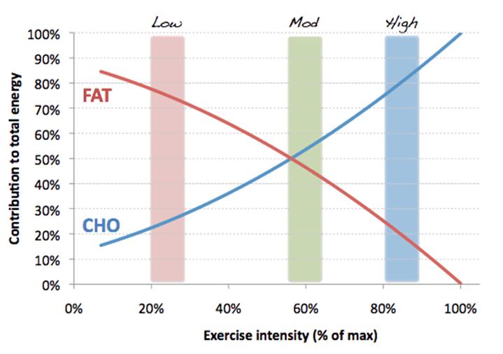 Glucose as a fuel for muscle: exercise Factors are: intensity duration training Carbohydrate Tolerance (designing diets) RDA = 130 g/day RDA meets all nutrition needs (veggies, fruit, fiber,