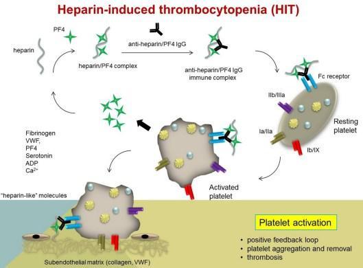 HITT Complication of heparin therapy Types Type 1 Type 2 HITT Should be suspected if: Drop in
