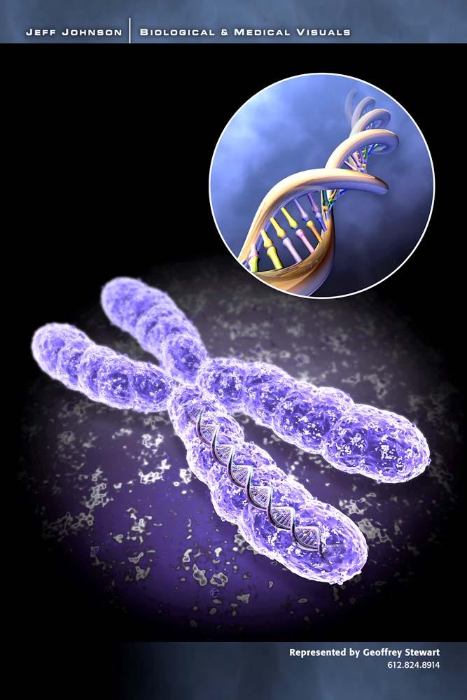 Chromosome, Gene and DNA Chromosome: A
