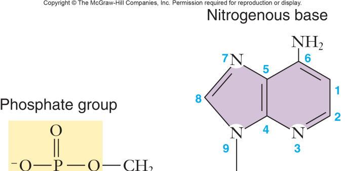 Nitrogenous bases Pyrimidines (cytosine,