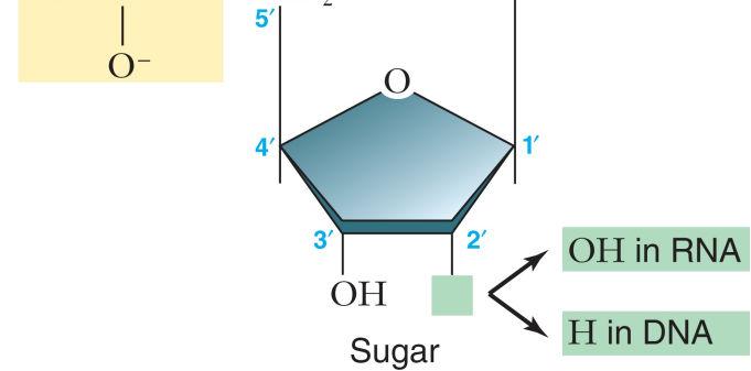 structure with two nitrogen atoms in the