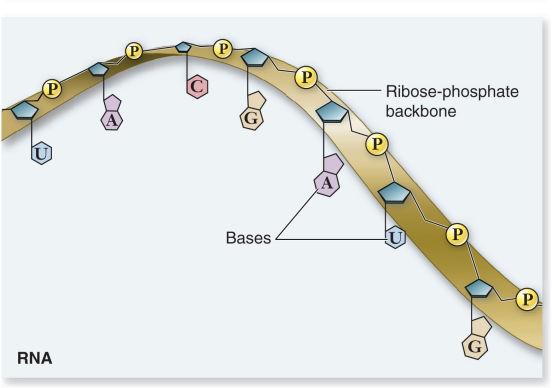 Ribosomal RNA (rrna) is part of the structure of the ribosome. New Discoveries in RNA function Found to function as an enzyme: catalytic RNA.