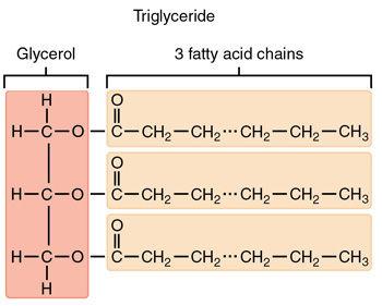 Triglyceride Structure Triglyceride structure: Glycerol backbone