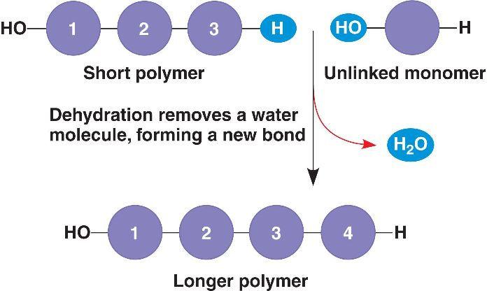 How to build polymers Dehydration reactions.