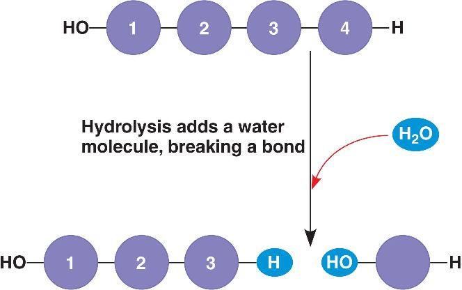 How to break apart polymers Hydrolysis reaction.