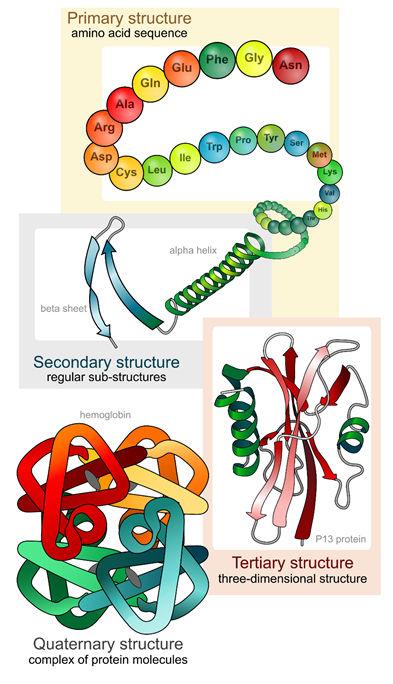 Quaternary 43 How Proteins Fold or