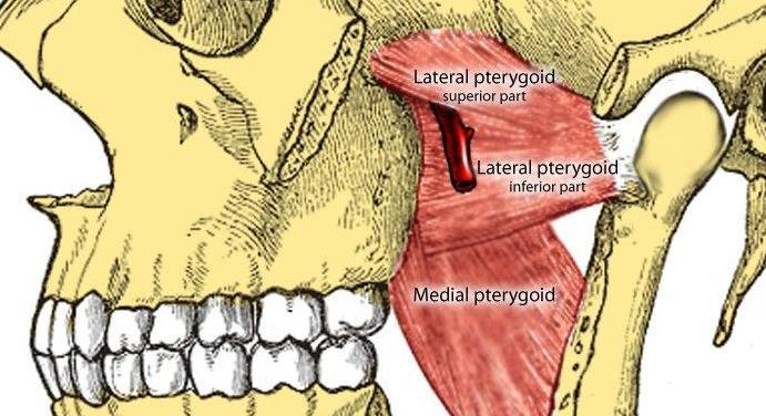 Importance of centric jaw relation (Significance) It is learnable, repeatable, and recordable position which remains constant throughout life.