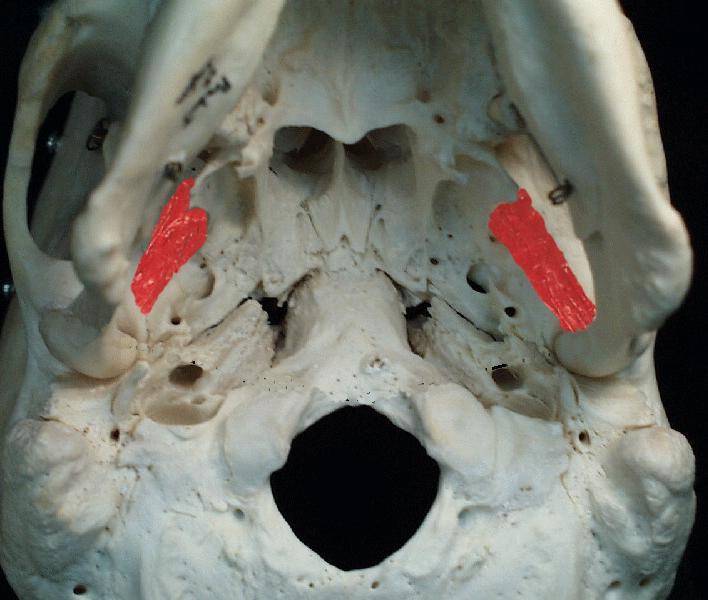 Lateral Pterygoid (cont.