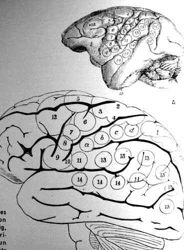 The brain as a whole, or as a set of parts? Cerebral localization, c.