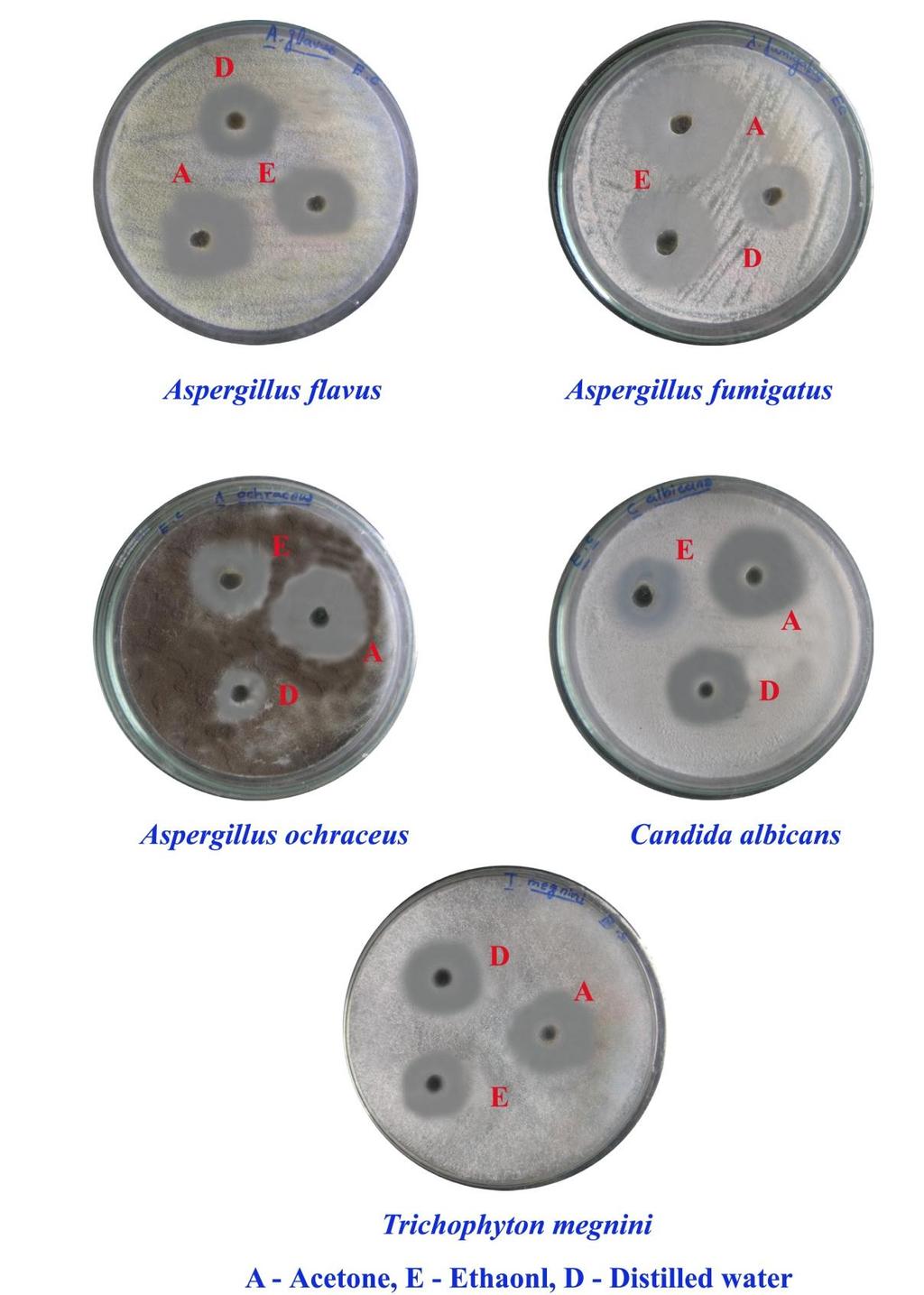 Plate 3: Antifungal activity of Eichhornia crassipes (Mart.