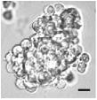 BL-CFC Hemangioblast