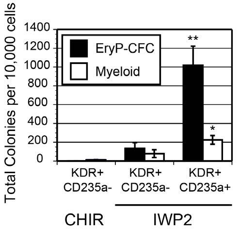 WNT regulation of hematopoietic specification WNT WNT CHIR99021