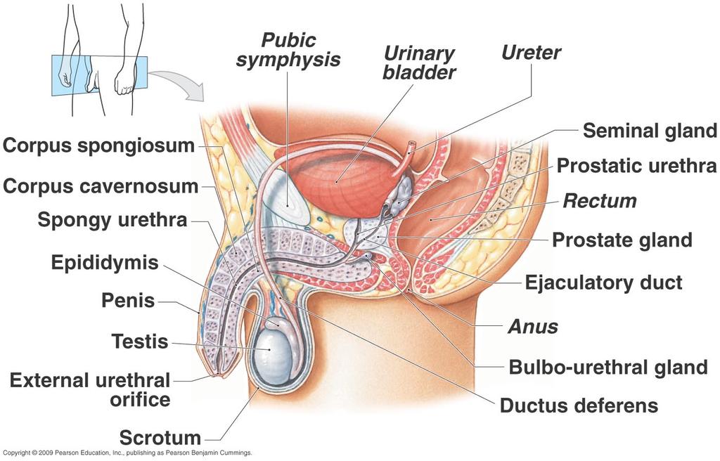 Prostate Located inferior to the urinary bladder Surrounds the