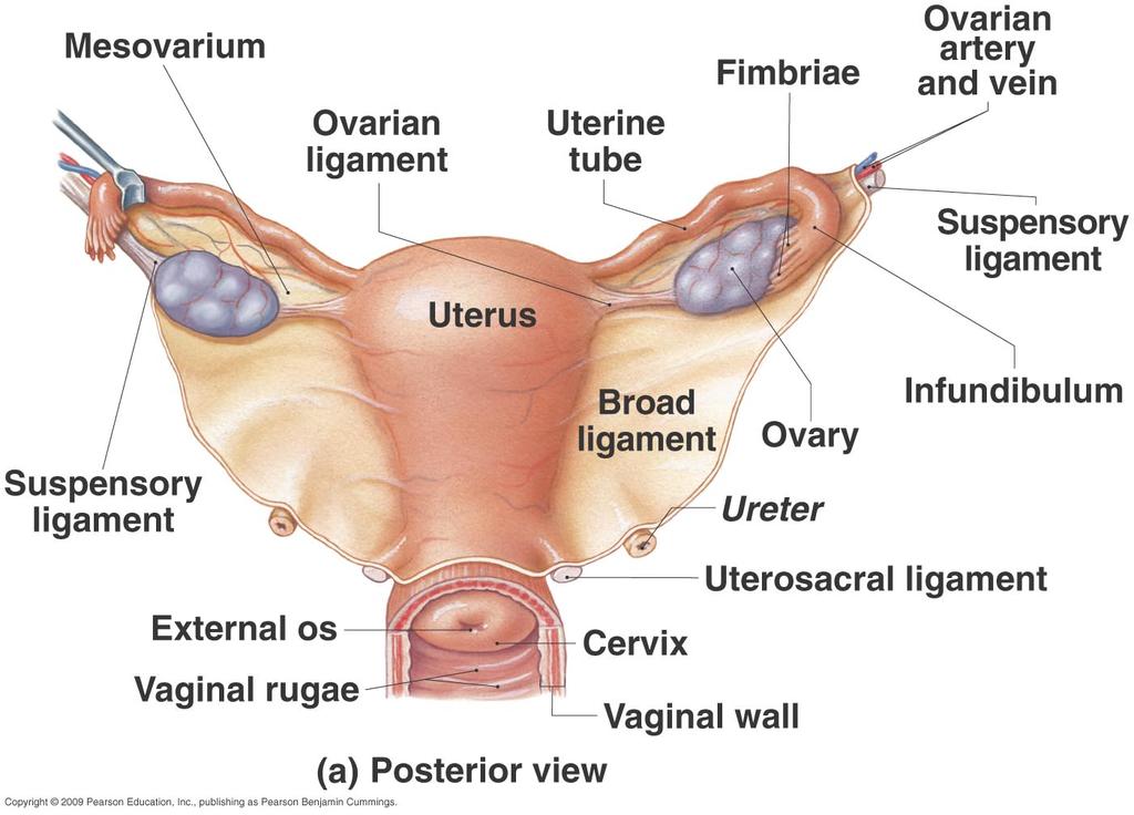 Uterine (Fallopian) Tubes Ciliated tubes Passage of the ovum to the uterus Passage of sperm toward the